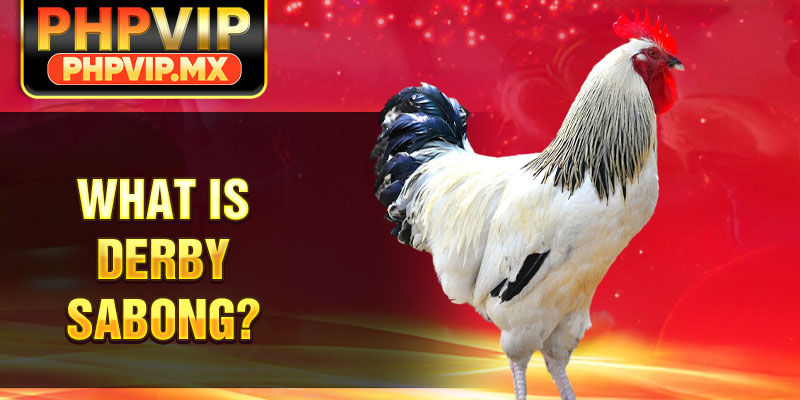 What is derby sabong?